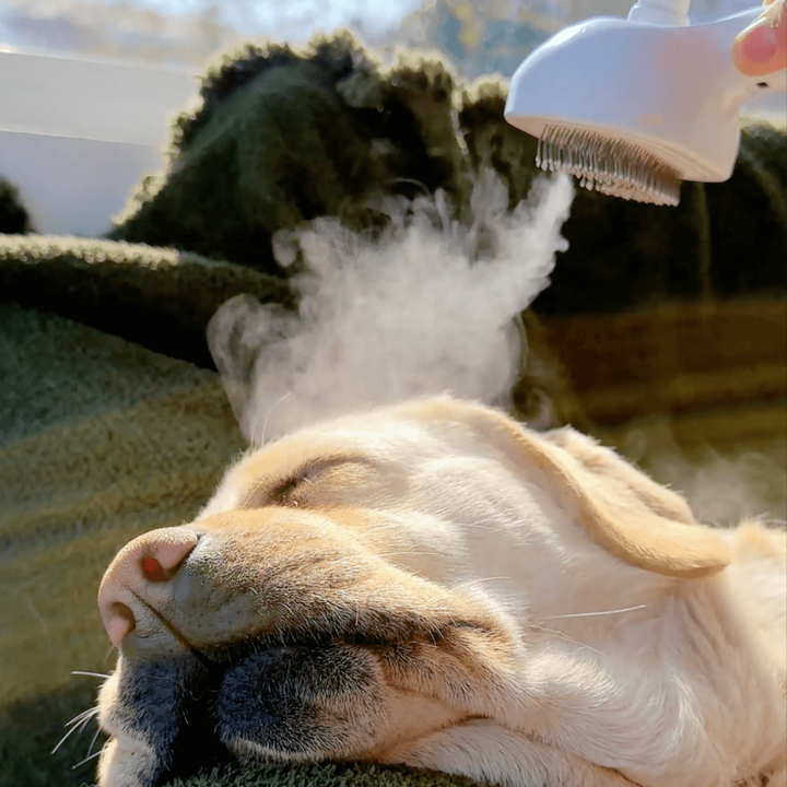 Spazzola a vapore BrushPaw per cani