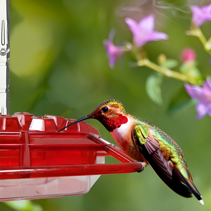 Mangiatoia per colibrì a prova di formiche