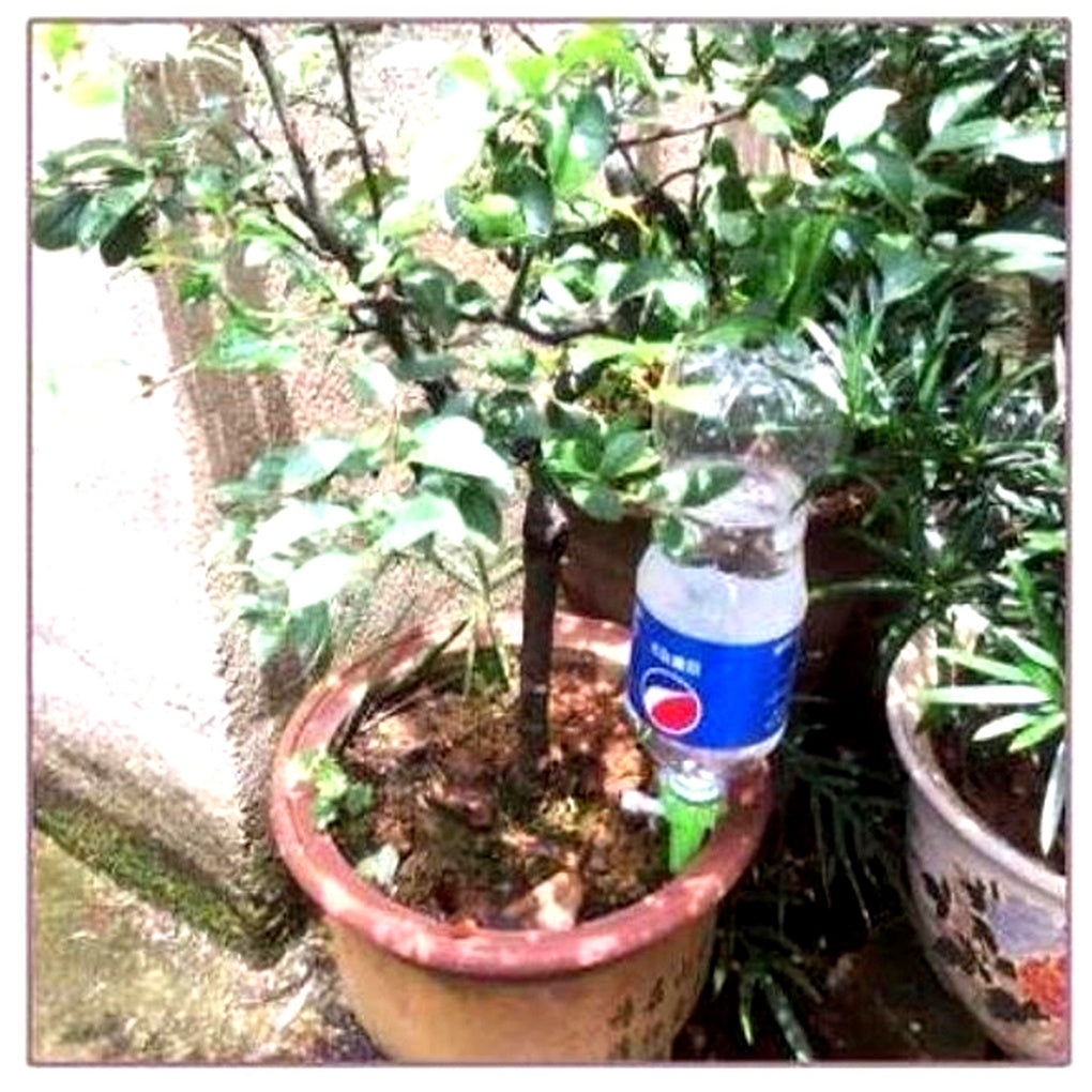 Picchetti per irrigazione automatica delle piante (confezione da 12) – Aiuto da giardino a flusso regolabile