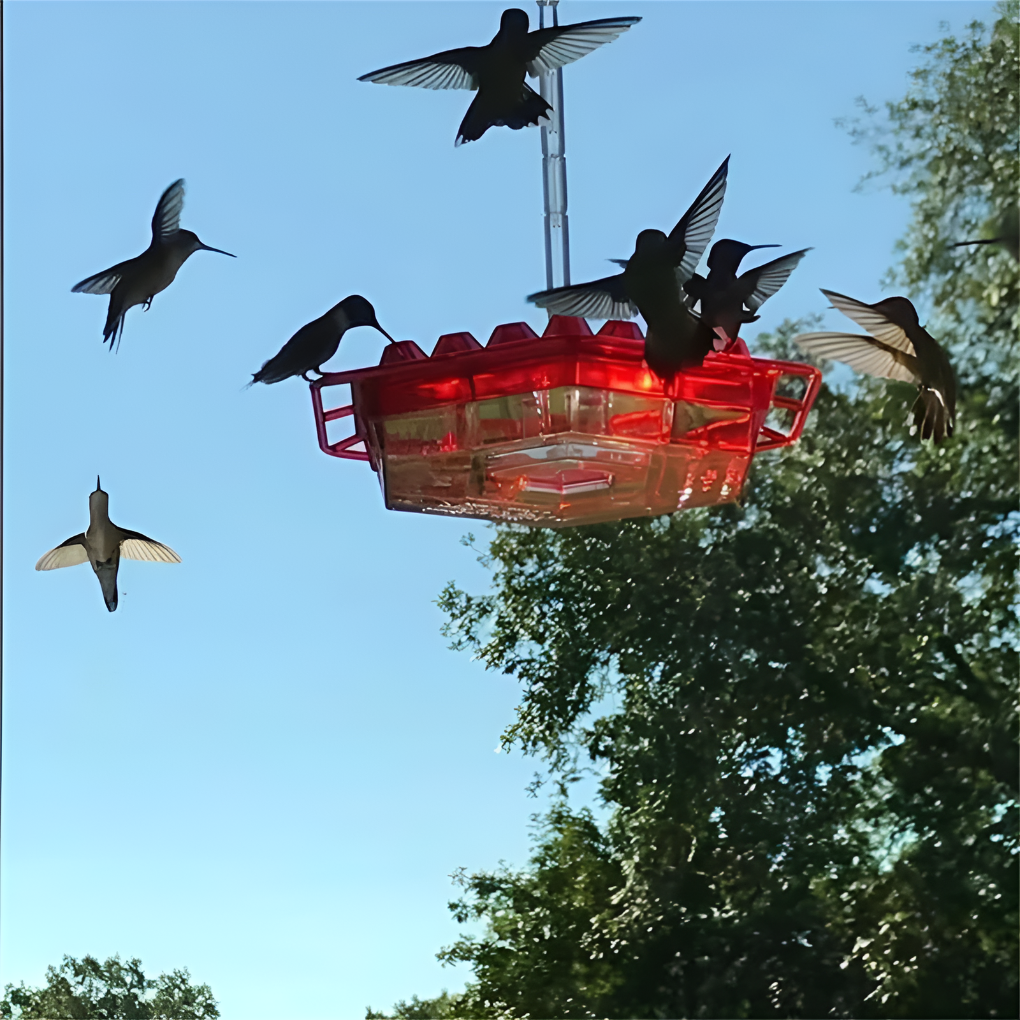 Mangiatoia per colibrì a prova di formiche